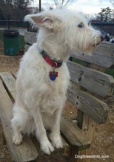 Front side view - A tan Auss-Tzu is sitting on a wooden bench and it is looking to the right. The dog has a black nose and pointy ears that are pinned back.