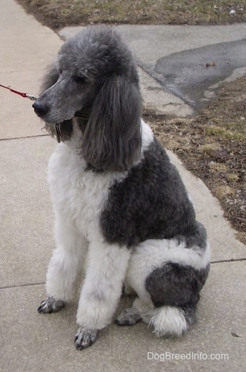 The left side of a thick coated, parti-colored white with gray Standard Poodle dog sitting down on a concrete surface. The dog has long soft ears.