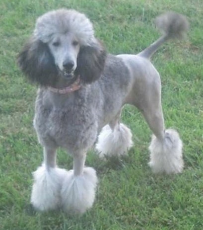 Front side view - A grey with white Standard Poodle dog standing in grass looking forward and its mouth is open. The dog's back end is shaved along with the center area of its front legs. It has longer hair on its head, ears chest and paws.