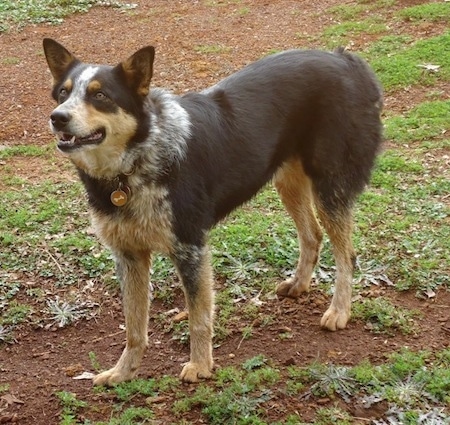 The front left side of a black with tan and white Texas Heeler dog that is standing across patchy dirt and it is looking to the left. Its mouth is open and it looks shocked. It has small perk ears.
