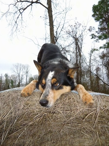 Close up - A black with tan and white Texas Heeler is play bowing on a pile of hay looking down and to the left.