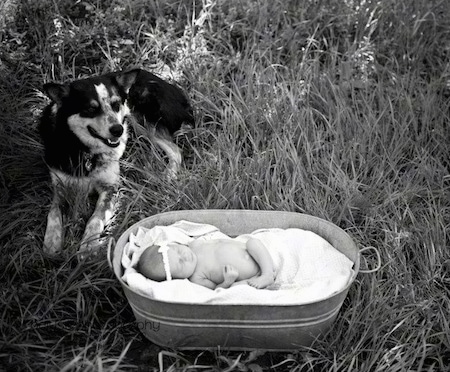 A black and white photo of a baby laying in a blanket filled metal tub. To the left of it laying in a field is a Texas Heeler with its mouth slightly open.