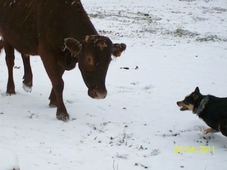The left side of a black with tan and white Texas Heeler dog running in front of a brown cow in snow.