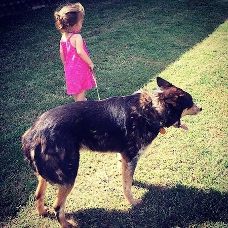 The back right side of a black with tan and white Texas Heeler dog standing across a yard and behind it is a toddler in a hot pink dress holding the dogs leash.