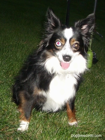 A perk-eared black with brown and white Miniature Australian Shepherd is sitting in grass. Its mouth is open and tongue is out. It has one blue eye and one brown eye.
