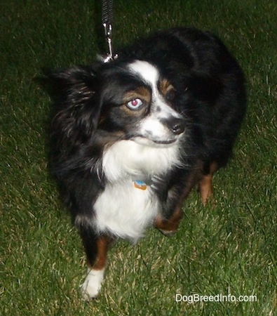 View from the front - A perk-eared, tricolor, black with white and brown Toy Australian Shepherd is standing in grass. One of the dog's eyes is blue and the other is brown. Its head is up and it is looking to the right. Its right paw is up in the air.