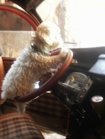 The right side of a small tan Toy Poodle puppy that is sitting on the steering wheel of a vehicle.