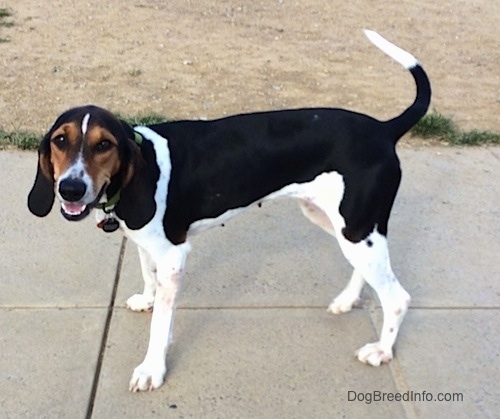 The left side of a black and white with brown Treeing Walker Coonhound that is standing on a sidewalk, it is looking forward, its mouth is open and it looks like it is smiling. The dog is holding its tail up in the air. It has long drop ears.