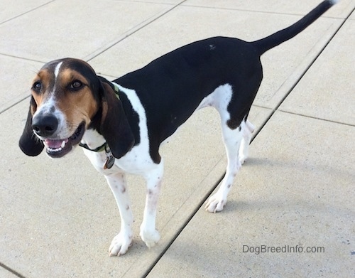 The front left side of a black and white with brown Treeing Walker Coonhound that is standing across a concrete surface, its mouth is open and it is looking forward. The dog has long ears that hang down to the sides, a large black nose and a long tail that it is holding level with its body.