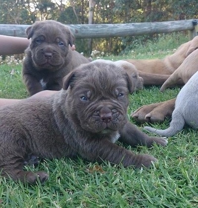 Two stocky, wide, extra skinned, wrinkly, Ultimate Mastiff puppies are laying and standing in grass. There is a person to the left of them and to the right of them are more dogs.