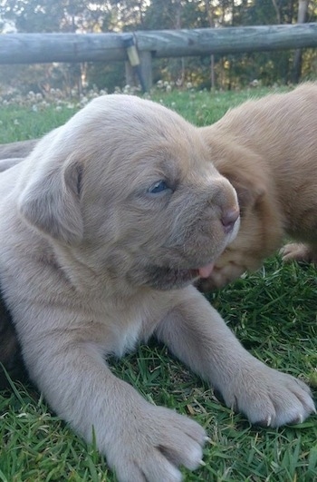 Close up - The front left side of an Ultimate Mastiff puppy that is laying in grass looking to the right. There is another puppy next to it. The pup has a pushed back nose and slanty almond shaped eyes and very large paws. The dogs coat looks soft.