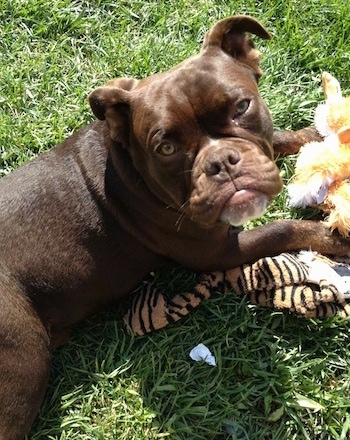 Top down view of a brown with white Valley Bulldog that is laying across a grass surface, it is laying on top of a plush doll and it is looking up.