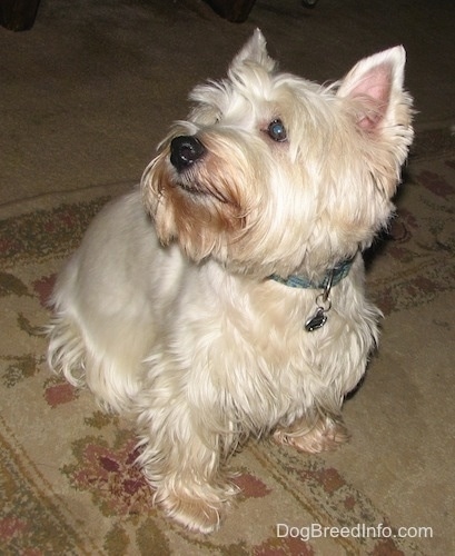 A West Highland White Terrier is sitting on a carpet, it is looking up and to the left. The dog has a black nose and dark lips with dark eyes.