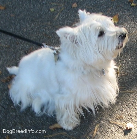 The front right side of a West Highland White Terrier that is sitting across a concrete surface. It is looking up and to the right. The dog has a long thick coat with long hair that hangs over its snout and a black nose, black lips and dark eyes.