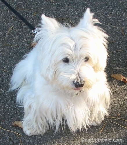 A West Highland White Terrier is sitting on a rocky surface and it is looking forward. It has a very thick long coat, a black nose and dark eyes.