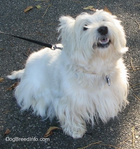 The front right side of a West Highland White Terrier that is sitting on a rocky surface. It is looking up and its mouth is slightly open. It has a black nose, dark lips, white teeth and dark eyes with a long thick white coat.