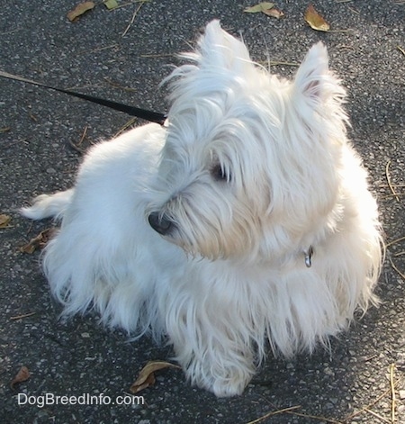 The front right side of a West Highland White Terrier that is sitting across a concrete surface and it is looking to the left. It has a long think coat.