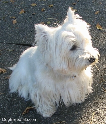 The front right side of a West Highland White Terrier that is sitting on a blacktop surface and it is looking to the right. It has small perk ears with fringe white hair hanging from them.