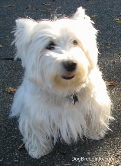 A West Highland White Terrier is sitting on a blacktop surface, it is looking forward and its mouth is slightly open. It has black lips, a black nose and dark eyes and a thick white coat.