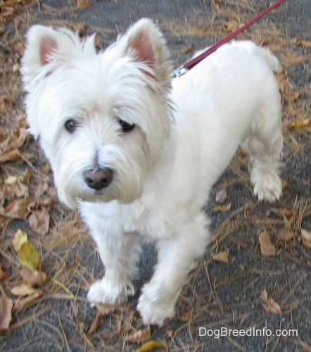 The front left side of a West Highland White Terrier dog that is standing across a leafy black top surface. It has longer hair on its face, small perk ears and a short tail.