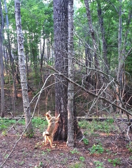 A Western Siberian Laika is jumped up against a large tree looking up.