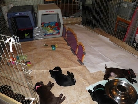 Puppies laying in the sleeping Area near dog toys