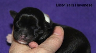 Close Up - Puppy Number Seven on a purple backdrop