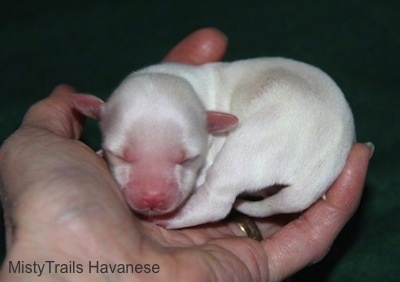 Close Up - Sixth Puppy in the hand of a person