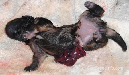 Close Up - Stillborn Puppy with its intestines on the outside