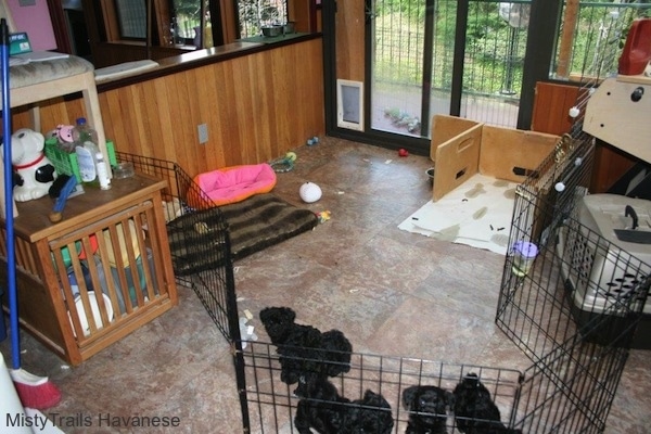 Six puppies are inside of fenced area of a room. There is a potty area and a separate play area in it.