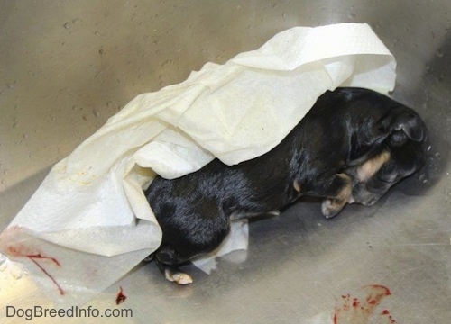A newborn dead puppy in a sink next to a paper towel