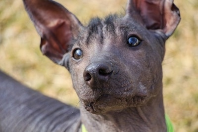 Close up Headshot - The face of a black hairless Xoloitzcuintli puppy that is standing across a grass surface. It is looking up and its head is tilted to the left. It has wide round brown eyes, a fuzz of hair on is forehead and large perk ears with wrinkly skin.