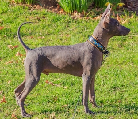 The right side of a hairless black Xoloitzcuintli puppy. It is looking to the right and its tail is arched in the air. It has big perk ears and wrinkles on its skin.