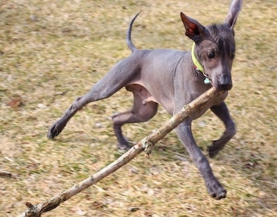 Action shot - The front right side of a hairless black Xoloitzcuintli puppy that is running across grass with a large stick in its mouth.