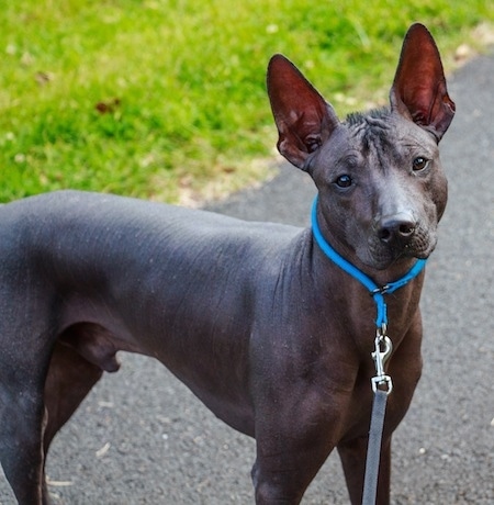 The front right side of a black hairless Xoloitzcuintli dog standing across a blacktop surface, it is looking forward and its head is slightly tilted to the left. It has large perk ears, a black nose and dark eyes.