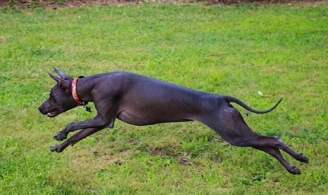A black hairless Xoloitzcuintli is running across a grass surface and it has a on a red collar. It has a long skinny tail, perk ears and its legs are extended out in a running pose.