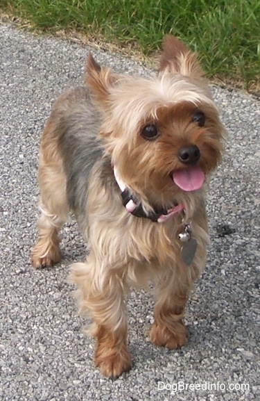 A small tan with black toy sized dog with a black nose, wide round brown eyes and small perk ears that are slightly pinned back. It has lighter tan  hair on its head and longer hair around the top of its eyes and wavy hair on its belly and legs. Its tongue is sticking out as it pants. It has a pink collar on with a silver dog ID tag and a bell hanging from it.