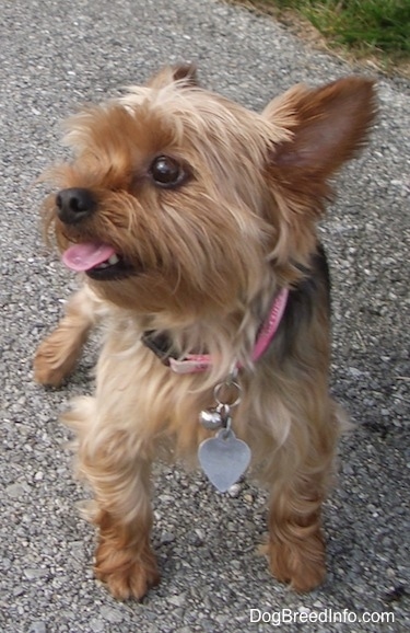 A brown and black Yorkshire Terrier is standign across a blacktop surface, its mouth is open and tongue is sticking out. It is looking up and to the left. It has large perk ears, wide round brown eyes, a thin muzzle and a big black nose.