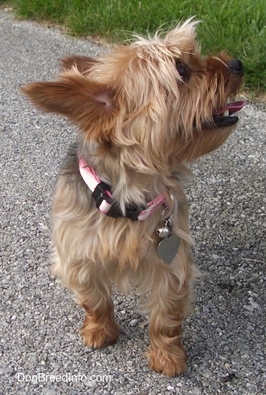The brown and black Yorkshire Terrier is standing across a blacktop surface. It is panting and looking up and to the right. Its large perk ears are pinned back.