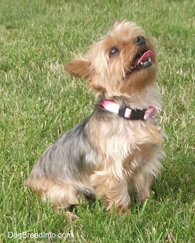 The right side of a soft looking gray and tan Yorkie that is sitting across a grass surface. It is panting and it is looking up.