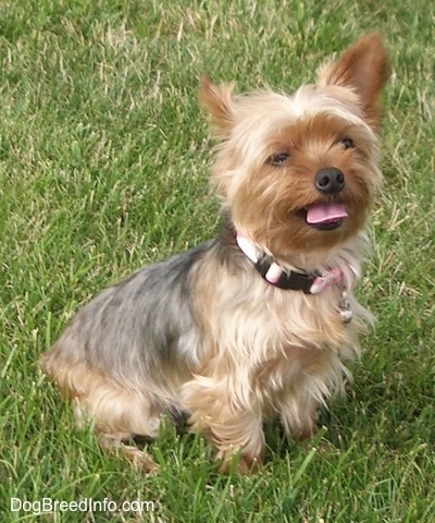 The right side of a black and brown Yorkie that is sitting across a grass surface, it is looking forward, its mouth is open and its tongue is sticking out. It has a big black nose.