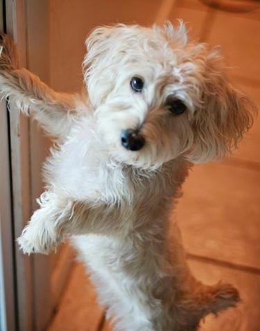A white wavy coated Afghan Chon dog leaning against a refrigerator with one paw on it and it is looking forward. It has black eyes and a black nose with wavy coated ears that hang down to the sides