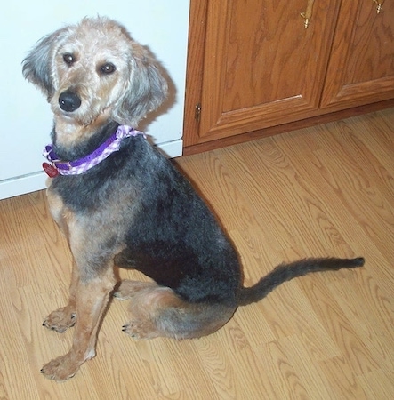 Recently groomed Airedoodle sitting on a hardwood floor. It has wide soft looking ears that hang down to the sides.