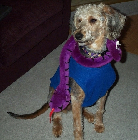 Airedoodle dog with a stuffed purple plush snake around its neck. The dog has a long snout and long legs.