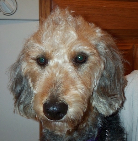 Close up head shot - Airedoodle sitting with a dishwasher behind it. It has longer hair on the top of its head that looks like a mohawk.