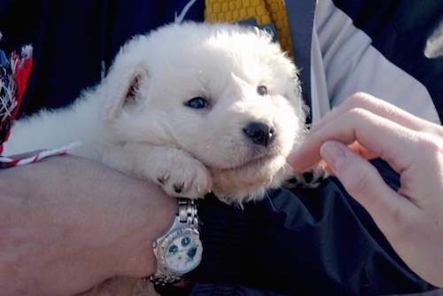Close up - A small fluffy white Akbash Dog puppy is being held in a persons arms. The dog has a black nose and dark almond shaped eyes. 