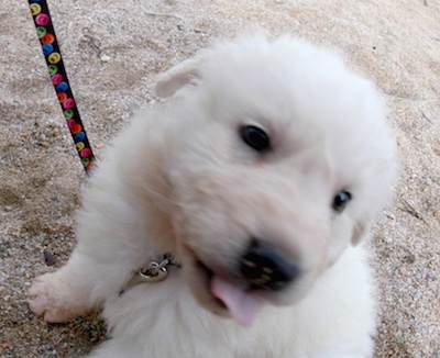 Close up - A white Akbash puppy is sitting outside in sand. Its tongue is sticking out.