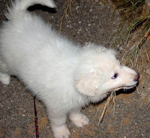 Close up - Top down view of a fuzzy, thick coated, soft looking white Akbash Dog puppy that is standing outside biting grass