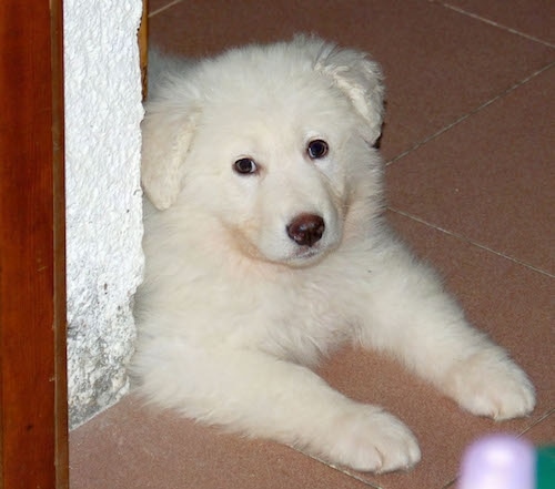 A thick coated, soft looking white Akbash Dog puppy laying on a floor around a pillar. The puppy has dark eyes and a big black nose.
