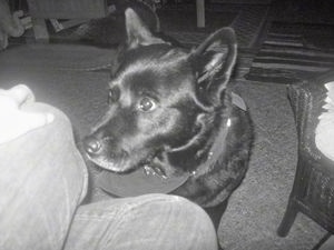 A black and white photo of an Akita Chow with a bandana sitting on a carpet in front of a persons legs.